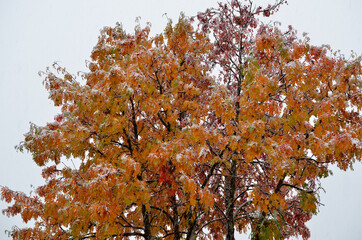 snowy colourful rowan tree in late arctic circle autumn