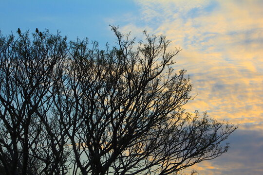 Atardecer y cotorras Santa Ana de los Gu&aacute;caras, Corrientes