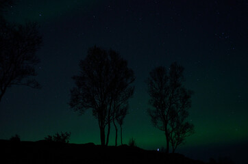 Fototapeta na wymiar aurora borealis on night sky and tree silouette