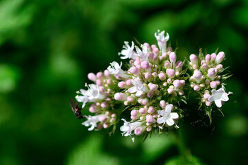 white wildflower in summer forest
