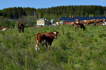 Fototapeta na wymiar cow grazing on summer field