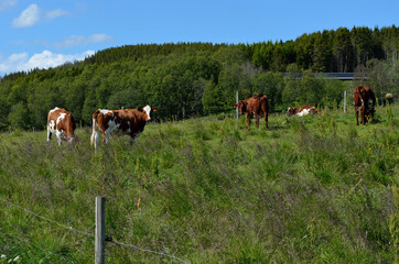 Obraz premium cow grazing on summer field