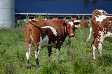 grazing cows in summer