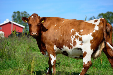 Fototapeta na wymiar brown cow standing on summer meadow