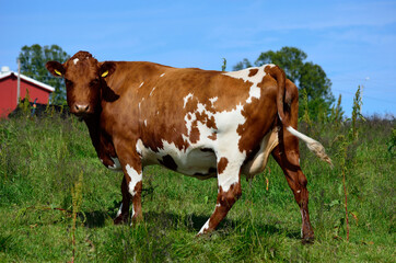 Fototapeta na wymiar brown cow standing on summer meadow