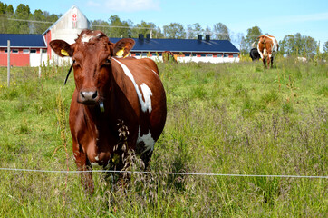 cow and cows on green summer pasture