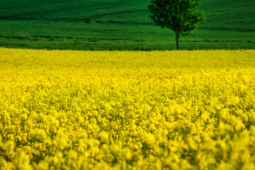 Fototapeta premium Spring rural landscape with rapeseed fields and with lonely tree at grassy green meadow. Rajec valley in Slovakia, Europe.