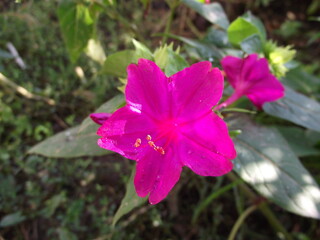 pink flower in the garden