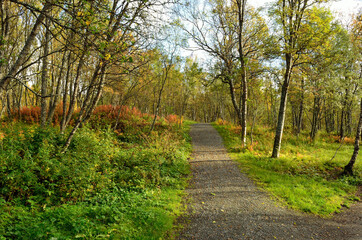 Fototapeta na wymiar colourful autumn forest and hiking trail in nature