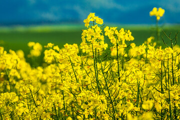 Obraz premium Oilseed rape in close-up view in a field in spring.
