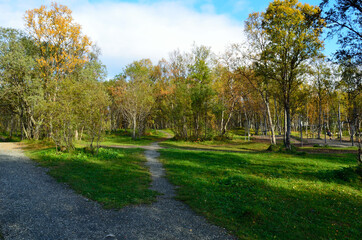 colourful autumn forest and hiking trail in nature