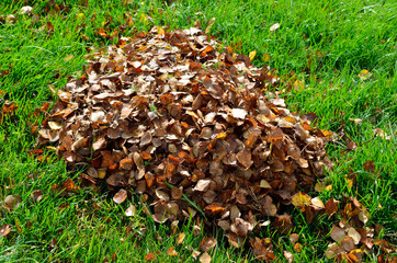 pile of birch leaf in autumn