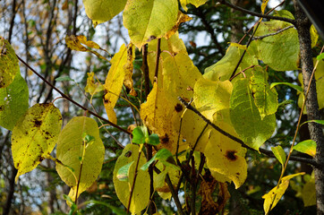 vibrant colours on tree and plant in autumn
