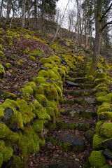 moos und treppe