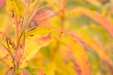 all rainbow colour on plant in autumn nature in the arctic circle