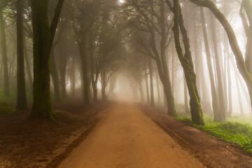 Naklejka premium mystery