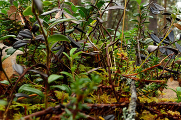 forest floor foliage in autumn macro photo