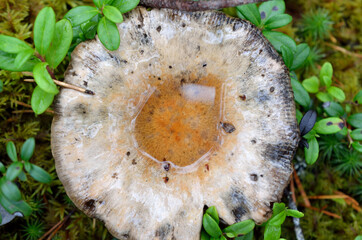 wet mushroom, fungus in autumn wild forest macro