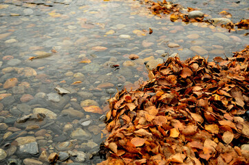 huge piles of yellow and brown birch leaf in river stream in autumn