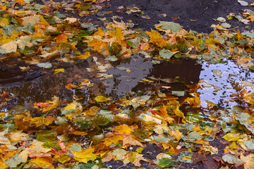 autumn puddle after rain with autumn yellow and maroon leaves