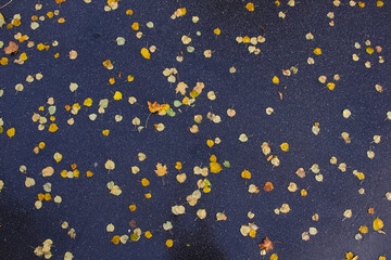 yellow leaves on wet asphalt top view