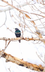 starling in a tree