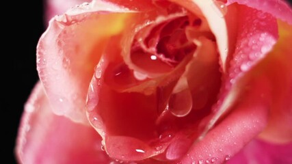 Water splashing on a pink rose on a black background, macro shot. Dew flowing down a rose flower, slow motion.