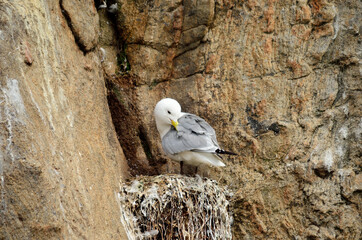 black-legged kittiwake birds on nesting cliffside in summer, sto vesteraalen