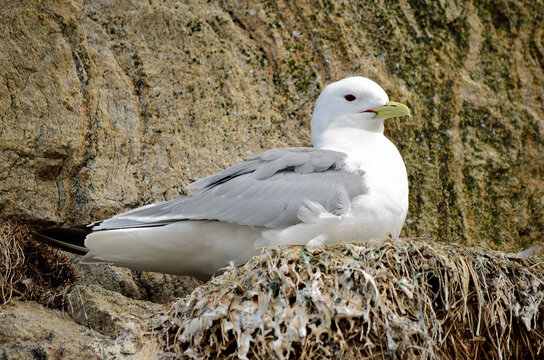 black-legged kittiwake birds on nesting cliffside in summer, sto vesteraalen