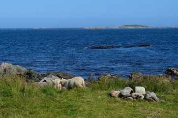 beautiful sheep grazing near blue summer ocean