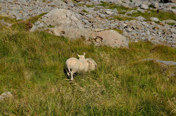 Fototapeta premium sheep in summer