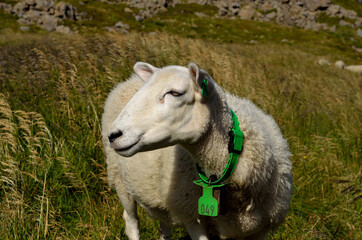 beautiful sheep on grassy field near sea shore in summer