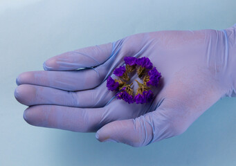 Hand in a blue medical glove holds a blue flower in the palm on a blue background