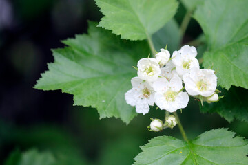 photographed close-up of white jasmine flowers