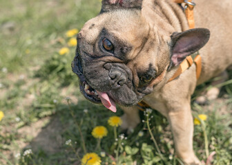 Pretty funny french bulldog outdoors on a sunny summer day. Positive emotions. The concept of favorite animals. Dog playing outdoors in the park. Closeup