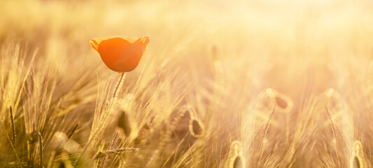 Beautiful landscape from golden field of Barley with Red Poppies (Papaver) in the warm light of the rising sun, panoramic Background with space for text