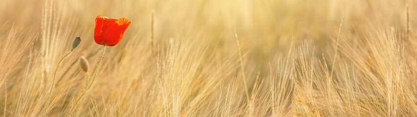 Beautiful landscape from golden field of Barley with Red Poppies (Papaver) in the warm light of the rising sun, panoramic Background with space for text