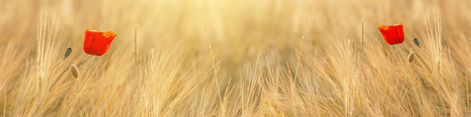 Beautiful landscape from golden field of Barley with Red Poppies (Papaver) in the warm light of the rising sun, panoramic Background with space for text