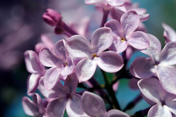 Naklejka na ściany i meble lilac petals blooming lilac closeup