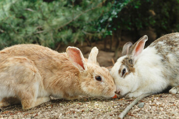 大久野島のうさぎ