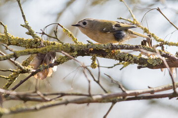 Goldcrest (Regulus regulus)