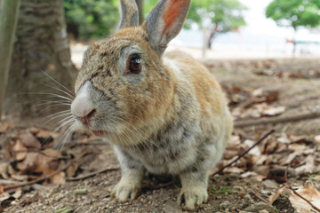 大久野島のうさぎ