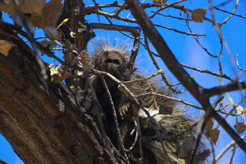 porcupine sleeping in tree