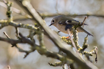 Goldcrest (Regulus regulus)
