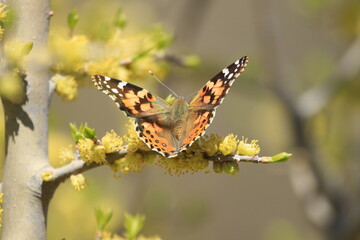 butterfly on a flower