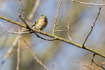 Goldcrest (Regulus regulus)