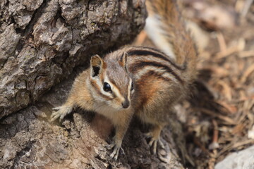 squirrel on the ground