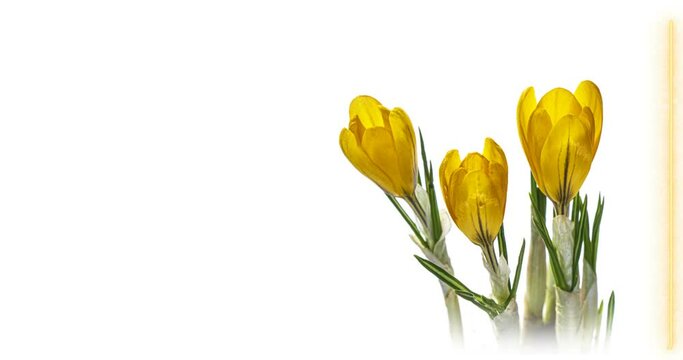 Blooming of beautiful bouquet of yellow crocuses, timelapse. Mother's day, Holiday, Love, birthday, Easter background design with place for text or image. 4К