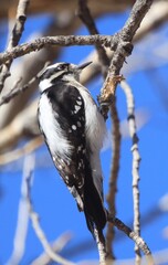 woodpecker on a tree branch