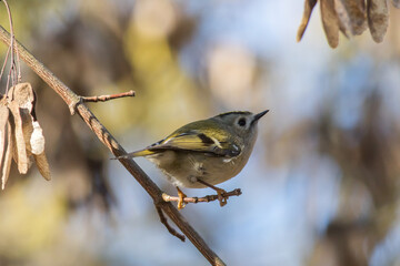 Goldcrest (Regulus regulus)
